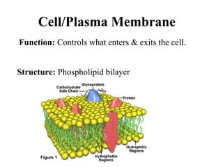 Cell/Plasma Membrane
Structure: Phospholipid bilayer
Function: Controls what enters & exits the cell.
 