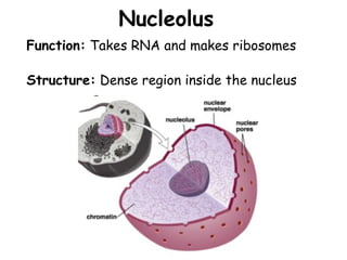 Nucleolus
Structure: Dense region inside the nucleus
Function: Takes RNA and makes ribosomes
 