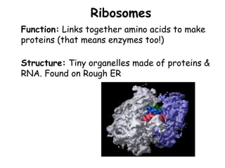 Ribosomes
Structure: Tiny organelles made of proteins &
RNA. Found on Rough ER
Function: Links together amino acids to make
proteins (that means enzymes too!)
 
