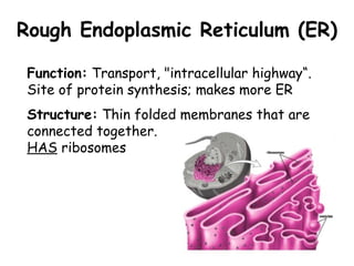 Rough Endoplasmic Reticulum (ER)
Structure: Thin folded membranes that are
connected together.
HAS ribosomes
Function: Transport, "intracellular highway“.
Site of protein synthesis; makes more ER
 