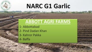 NARC G1 Garlic
ABBOTT AGRI FARMS
1- Abbottabad
2- Pind Dadan Khan
3- Kahror Pakka
4- Baffa
 