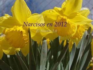 Narcisos en 2012
    El Huerto 2.0
 