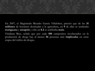 En 2007, el Magistrado Ricardo García Villalobos, precisó que de las 31 
millones de hectáreas destinadas a la agricultura, en 9 de ellas se sembraba 
mariguana y amapola y sólo en 8.2 se sembraba maíz. 
Viridiana Ríos, señala que por cada 100 campesinos involucrados en la 
producción de droga hay al menos 56 personas más implicadas en otras 
etapas del tráfico de drogas. 
 
