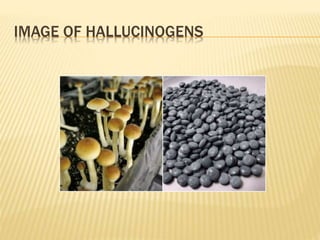 IMAGE OF HALLUCINOGENS
 