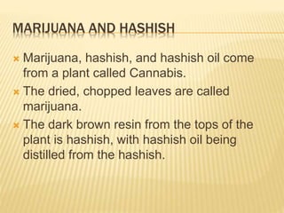 MARIJUANA AND HASHISH
 Marijuana, hashish, and hashish oil come
from a plant called Cannabis.
 The dried, chopped leaves are called
marijuana.
 The dark brown resin from the tops of the
plant is hashish, with hashish oil being
distilled from the hashish.
 