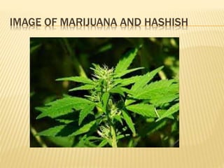 IMAGE OF MARIJUANA AND HASHISH
 