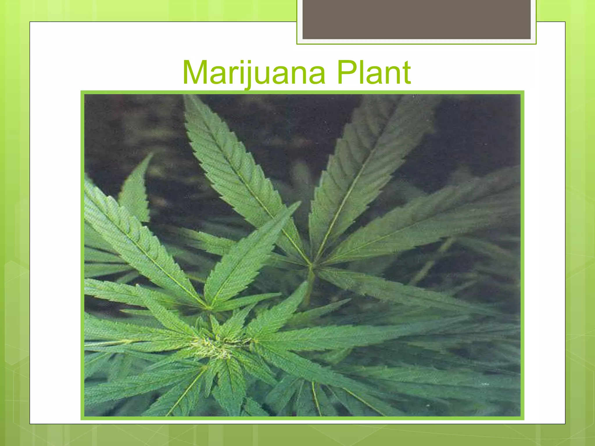 Marijuana Plant
 