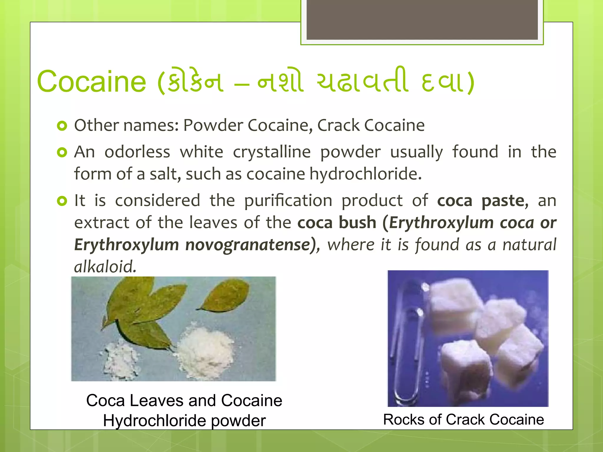 Cocaine (કોકેન – નશો ચઢાવતી દવા)
 Other names: Powder Cocaine, Crack Cocaine
 An odorless white crystalline powder usually found in the
form of a salt, such as cocaine hydrochloride.
 It is considered the puriﬁcation product of coca paste, an
extract of the leaves of the coca bush (Erythroxylum coca or
Erythroxylum novogranatense), where it is found as a natural
alkaloid.
Coca Leaves and Cocaine
Hydrochloride powder Rocks of Crack Cocaine
 