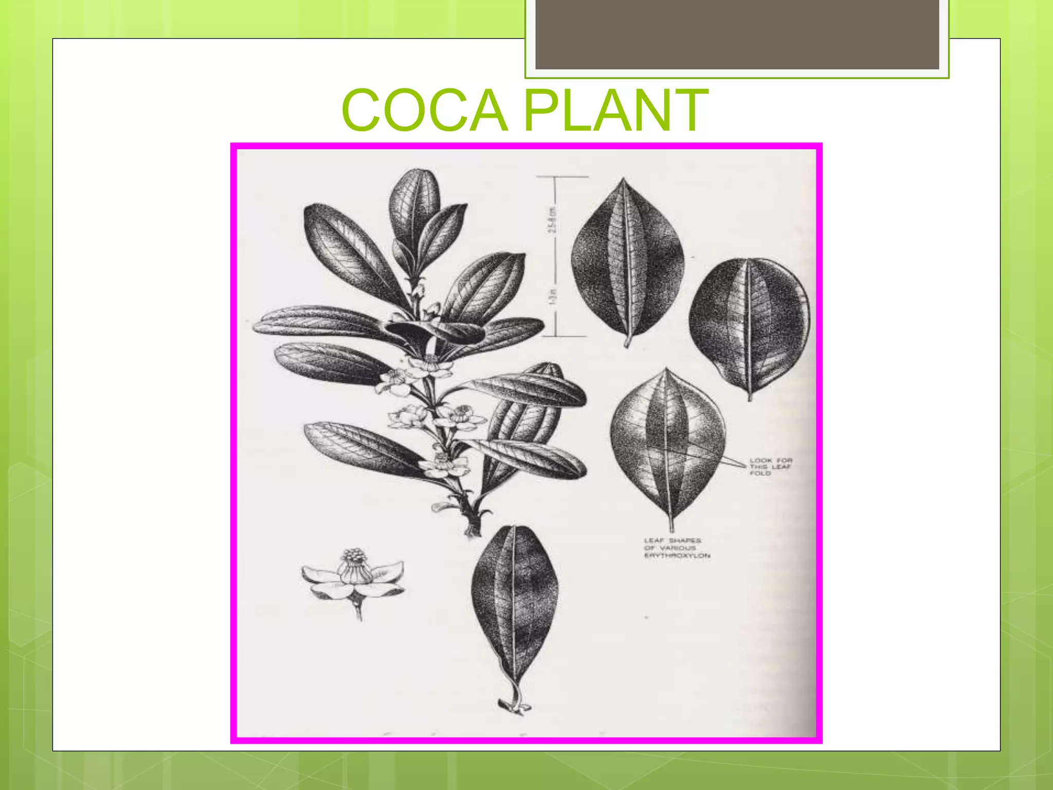 COCA PLANT
 