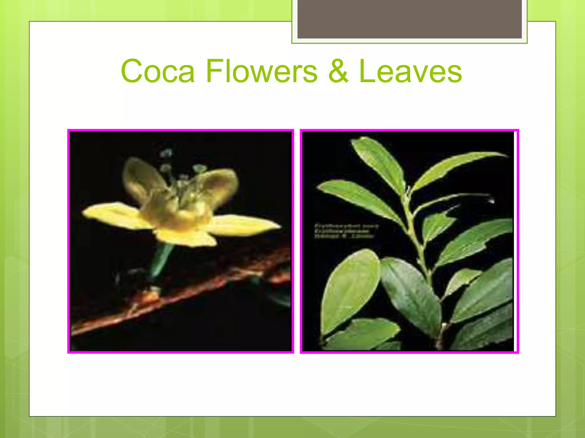Coca Flowers & Leaves
 