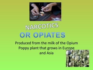 Produced from the milk of the Opium
Poppy plant that grows in Europe
and Asia
 