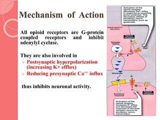 Mechanism of Action
All opioid receptors are G-protein
coupled receptors and inhibit
adenylyl cyclase.
They are also involved in
 Postsynaptic hyperpolarization
(increasing K+ efflux)
 Reducing presynaptic Ca++ influx
thus inhibits neuronal activity.
 