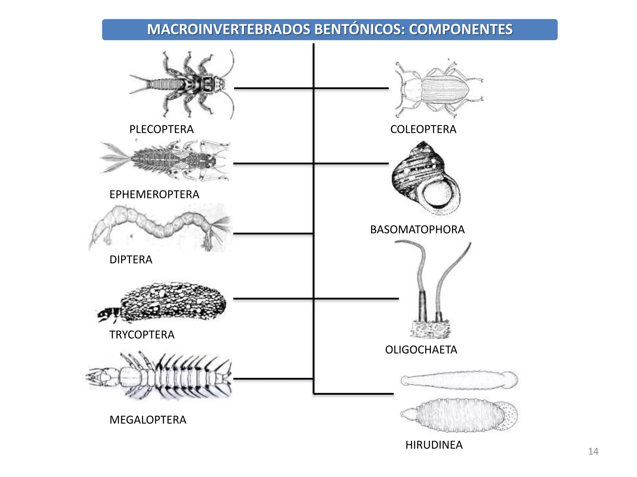 14
MACROINVERTEBRADOS BENTÓNICOS: COMPONENTES
PLECOPTERA
EPHEMEROPTERA
DIPTERA
TRYCOPTERA
MEGALOPTERA
COLEOPTERA
BASOMATOPHORA
OLIGOCHAETA
HIRUDINEA
 