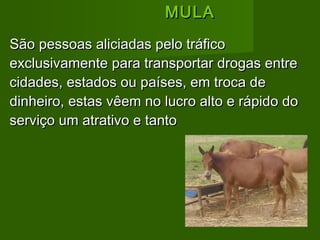   MULA São pessoas aliciadas pelo tráfico exclusivamente para transportar drogas entre cidades, estados ou países, em troca de dinheiro, estas vêem no lucro alto e rápido do serviço um atrativo e tanto 