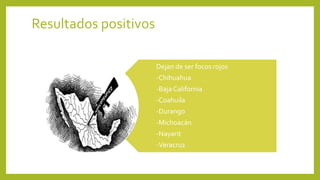 Resultados positivos
Dejan de ser focos rojos
-Chihuahua
-Baja California
-Coahuila
-Durango
-Michoacán
-Nayarit
-Veracruz
 