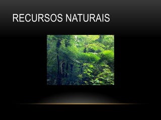 RECURSOS NATURAIS