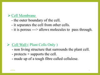  Cell Membrane
- the outer boundary of the cell.
- it separates the cell from other cells.
- it is porous ---> allows molecules to pass through.
 Cell Wall ( Plant Cells Only )
- non living structure that surrounds the plant cell.
- protects + supports the cell.
- made up of a tough fibre called cellulose.
4/7/2015 3
 