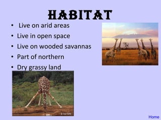 Habitat Live on arid areas Live in open space Live on wooded savannas Part of northern  Dry grassy land Home 