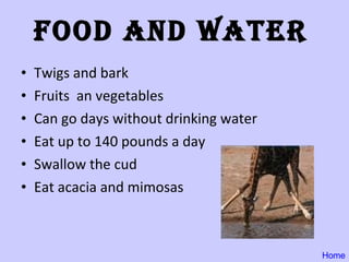 Food and Water   Twigs and bark Fruits  an vegetables Can go days without drinking water Eat up to 140 pounds a day Swallow the cud Eat acacia and mimosas Home 