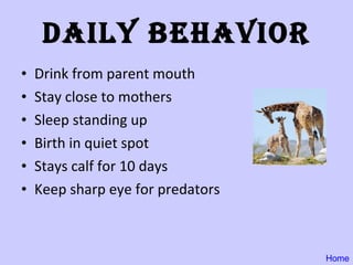 Daily Behavior Drink from parent mouth Stay close to mothers Sleep standing up Birth in quiet spot Stays calf for 10 days Keep sharp eye for predators Home 