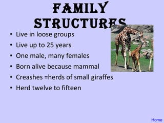 Family Structures Live in loose groups Live up to 25 years One male, many females Born alive because mammal Creashes =herds of small giraffes Herd twelve to fifteen  Home 