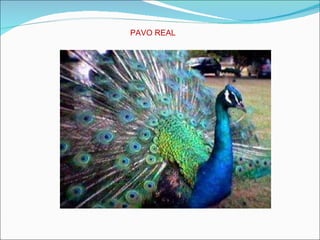 PAVO REAL  