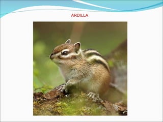 ARDILLA 