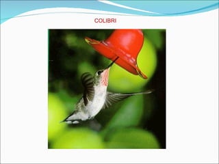 COLIBRI 