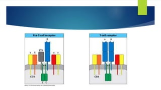 T Cell Selection thymic selection of tcells | PPTX