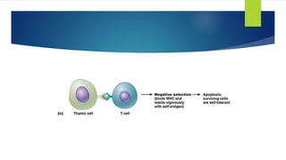 T Cell Selection thymic selection of tcells | PPTX