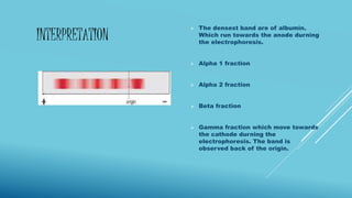INTERPRETATION
 The densest band are of albumin.
Which run towards the anode durning
the electrophoresis.
 Alpha 1 fraction
 Alpha 2 fraction
 Beta fraction
 Gamma fraction which move towards
the cathode durning the
electrophoresis. The band is
observed back of the origin.
 