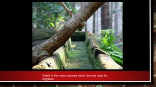 Detail of the moss-covered water channel used for
irrigation
 