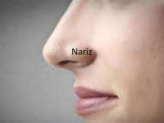 Nariz
 