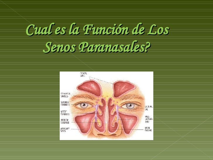 Nariz Y Senos Paranasales 97 2003