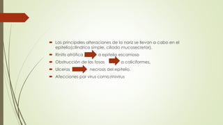  Las principales alteraciones de la nariz se llevan a cabo en el 
epitelio(cilindrico simple, ciliado mucosecretor). 
 Rinitis atrófica a epitelio escamoso 
 Obstrucción de las fosas a caliciformes. 
 Ulceras necrosis del epitelio. 
 Afecciones por virus como:rinivirus 
 