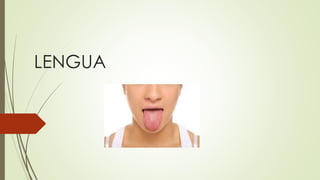 LENGUA 
 