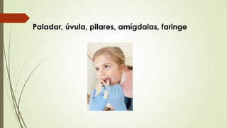 Paladar, úvula, pilares, amígdalas, faringe 
 