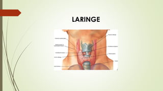 LARINGE 
 