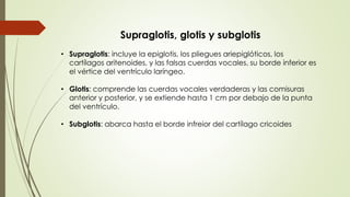 Supraglotis, glotis y subglotis 
• Supraglotis: incluye la epiglotis, los pliegues ariepiglóticos, los 
cartílagos aritenoides, y las falsas cuerdas vocales, su borde inferior es 
el vértice del ventrículo laríngeo. 
• Glotis: comprende las cuerdas vocales verdaderas y las comisuras 
anterior y posterior, y se extiende hasta 1 cm por debajo de la punta 
del ventrículo. 
• Subglotis: abarca hasta el borde infreior del cartílago cricoides 
 