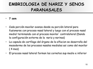 EMBRIOLOGIA DE NARIZ Y SENOS PARANASALES 7 sem Cada porción maxilar avanza desde su porción lateral para fusionarse con proceso nasal lateral y luego con el proceso nasal medial terminando con el proceso maxilar  contralateral (Dando  la configuración externa de la  nariz y narinas) La capsula de cartílago del órgano de la olfacion se desarrolla del mesodermo de los procesos nasales mediales asi como del maxilar ( 4 mes) El proceso nasal lateral forman los cornetos sup medio e inferior 