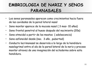EMBRIOLOGIA DE NARIZ Y SENOS PARANASALES Los senos paranasales aparecen como crecimientos hacia fuera de las cavidades de la pared lateral nasal Seno maxilar aparece de la mucosa nasal ( 3 mes- 10 años) Seno frontal penetral al hueso después del nacimiento (20a) Seno etmoidal a partir de los meatos  ( adolescencia) Seno esfenoidal desde (nac.  3 año , pubertad) Conducto lacrimonasal se desarrola a lo largo de la hendidura nasolagrimal entre el ala de la pared lateral de la nariz y proceso maxilar atravez de una invaginación del ectodermo sobre esta hendidura. 