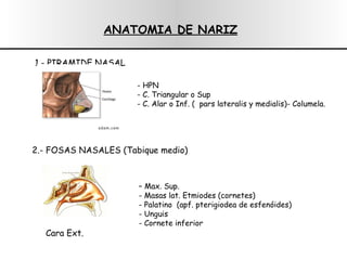 ANATOMIA DE NARIZ   1.- PIRAMIDE NASAL   - HPN - C. Triangular o Sup - C. Alar o Inf.  (  pars lateralis y medialis)- Columela. 2.- FOSAS NASALES (Tabique medio)   Cara Ext.   –  Max. Sup. - Masas lat. Etmiodes (cornetes) - Palatino  (apf. pterigiodea de esfenóides) - Unguis - Cornete inferior 