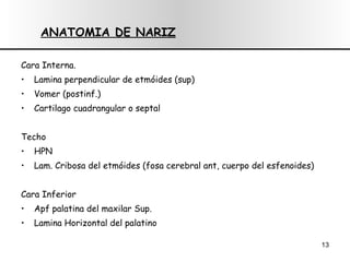 Cara Interna. Lamina perpendicular de etmóides (sup) Vomer (postinf.) Cartilago cuadrangular o septal Techo  HPN Lam. Cribosa del etmóides (fosa cerebral ant, cuerpo del esfenoides) Cara Inferior Apf palatina del maxilar Sup. Lamina Horizontal del palatino ANATOMIA DE NARIZ 