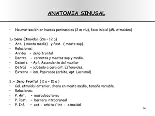 ANATOMIA SINUSAL   Neumatización en huesos perinasales (2 m viu), foco inicial (ML etmoides) 1.-  Seno Etmoidal . (2m – 12 a) Ant.  ( meato medi o)  y Post.  ( meato sup) Relaciones: Arriba  -  seno frontal Dentro  -  cornetos y meatos sup y medio. Delante  - Apf. Ascendente del maxilar Detrás  – adosado a cara ant. Esfenoides. Externo  – lam. Papiracea (orbita, apt.  Lacrimal) 2 .- Seno Frontal   ( 2 a – 15 a ) Cel. etmoidal anterior, drena en meato medio, tamaño variable. Relaciones: P. Ant.  –  musculocutaneo P. Post.  –  barrera intracraneal P. Inf.  –  ext -  orbita / int  -  etmoidal 