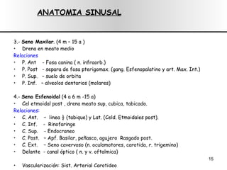 3.-  Seno Maxilar . (4 m – 15 a ) Drena en meato medio Relaciones P. Ant  - Fosa canina ( n. infraorb.)  P. Post  - separa de fosa pterigomax.  (gang. Esfenopalatino y art. Max. Int.) P. Sup.  – suelo de orbita P. Inf.  – alveolos dentarios (molares) 4.-  Seno Esfenoidal  (4 a 6 m -15 a) Cel etmoidal post , drena meato sup, cubica, tabicado. Relaciones: C. Ant.  –  linea ½ (tabique) y Lat.  (Celd. Etmoidales post). C. Inf.  -  Rinofaringe C. Sup.  - Endocraneo C. Post.  – Apf. Basilar, peñasco, agujero  Rasgado post. C. Ext.  – Seno cavervoso (n. oculomotores, carotida, r. trigemino) Delante  - canal óptico ( n. y v. oftalmica) Vascularización: Sist. Arterial Carotideo ANATOMIA SINUSAL 