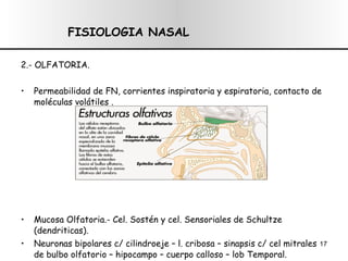 2.- OLFATORIA. Permeabilidad de FN, corrientes inspiratoria y espiratoria, contacto de moléculas volátiles . Mucosa Olfatoria.- Cel. Sostén y cel. Sensoriales de Schultze (dendriticas). Neuronas bipolares c/ cilindroeje – l. cribosa – sinapsis c/ cel mitrales de bulbo olfatorio – hipocampo – cuerpo calloso – lob Temporal. FISIOLOGIA NASAL 