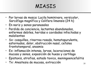 MIASIS Por larvas de mosca: Lucila hominivara, versicolor, Sarcófaga magnífica y Colifera limensis (24 h) En nariz y senos paranasales Perdida de conciencia, lactantes abandonados, enfermos debiles, heridas o cavidades infectadas y malolientes Sx: cosquilleo, rinorrea rosada, hematopurulenta, estornudos, dolor, obstrucción nasal, cefalea frontotemporal, anosmia Ex: inflamación intensa, larvas, laceraciones de mucosa y senos, exposición de hueso y cartilago Epistaxis, atrofias, estado toxico, meningoencefalitis Tx: Anestesia de mucosa, extracción 