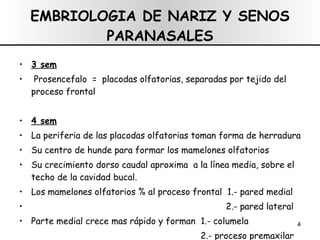 EMBRIOLOGIA DE NARIZ Y SENOS PARANASALES 3 sem Prosencefalo  =  placodas olfatorias, separadas por tejido del proceso frontal 4 sem La periferia de las placodas olfatorias toman forma de herradura Su centro de hunde para formar los mamelones olfatorios Su crecimiento dorso caudal aproxima  a la línea media, sobre el techo de la cavidad bucal. Los mamelones olfatorios % al proceso frontal  1.- pared medial  2.- pared lateral Parte medial crece mas rápido y forman  1.- columela 2.- proceso premaxilar 