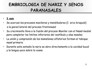 EMBRIOLOGIA DE NARIZ Y SENOS PARANASALES 3 sem Se acercan los procesos maxilares y mandibulares (1  arco braquial)  a la pared lateral del proceso frontonasal Su crecimiento lleva a la fusión del proceso Maxilar con el Nasal medial para completar los limites inferiores del vestíbulo y alas nasales  La unión y compresión de los mamelones olfatorios forman el tabique nasal primario Durante este estadio la nariz se abre directamente a la cavidad bucal y la lengua yace sobre la coana 