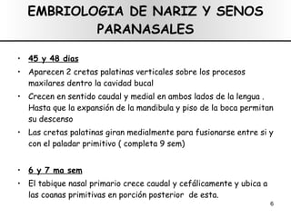 EMBRIOLOGIA DE NARIZ Y SENOS PARANASALES 45 y 48 dias Aparecen 2 cretas palatinas verticales sobre los procesos maxilares dentro la cavidad bucal Crecen en sentido caudal y medial en ambos lados de la lengua . Hasta que la expansión de la mandibula y piso de la boca permitan su descenso Las cretas palatinas giran medialmente para fusionarse entre si y con el paladar primitivo ( completa 9 sem)  6 y 7 ma sem El tabique nasal primario crece caudal y cefálicamente y ubica a las coanas primitivas en porción posterior  de esta. 